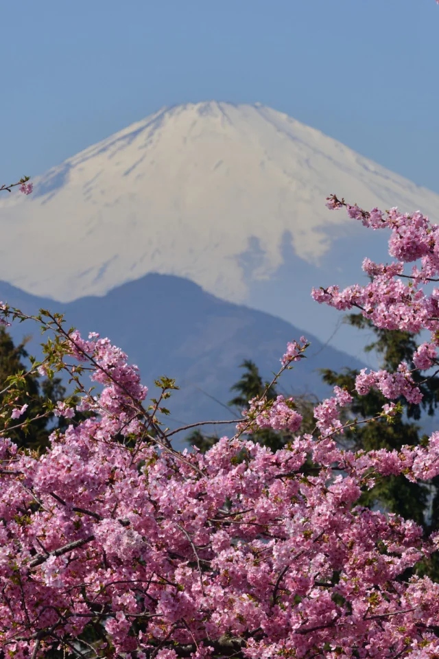 сакура, фудзияма, mount fuji, цветение, japan, вулкан, гора