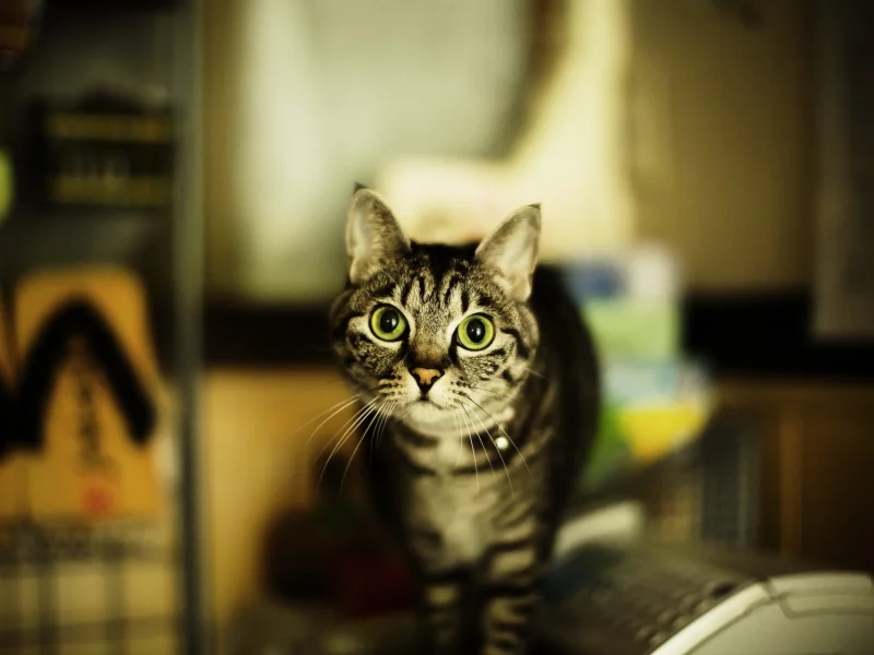 дом, взгляд, кошка