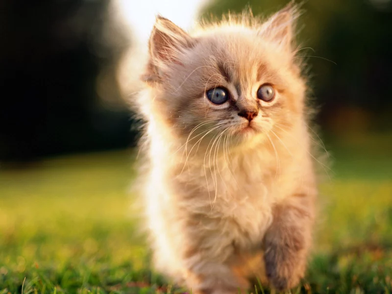 природа, котенок, котята, любовь