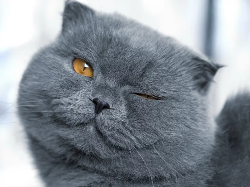 Подмигивающий кот, кот, кошка