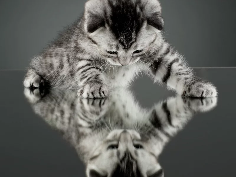 отражение, котенок, зеркало, обои, cat, кошка, кот, фон