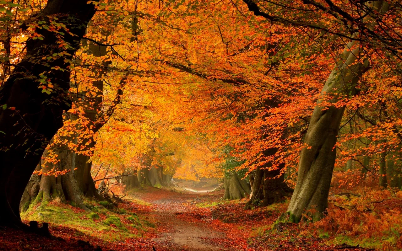 road, листья, colorful, path, leaves, forest, colors, trees, autumn, fall, nature, park, walk