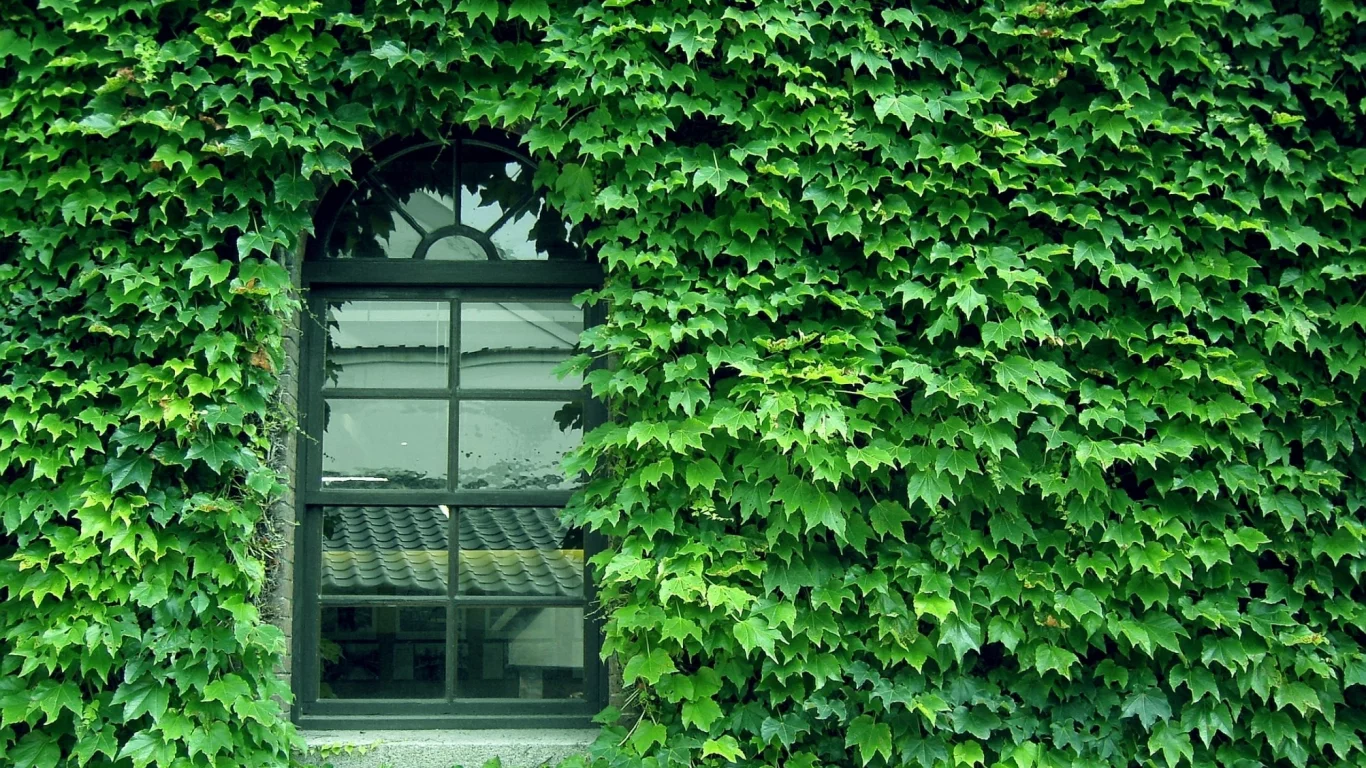 glass, pattern, wall, window, green