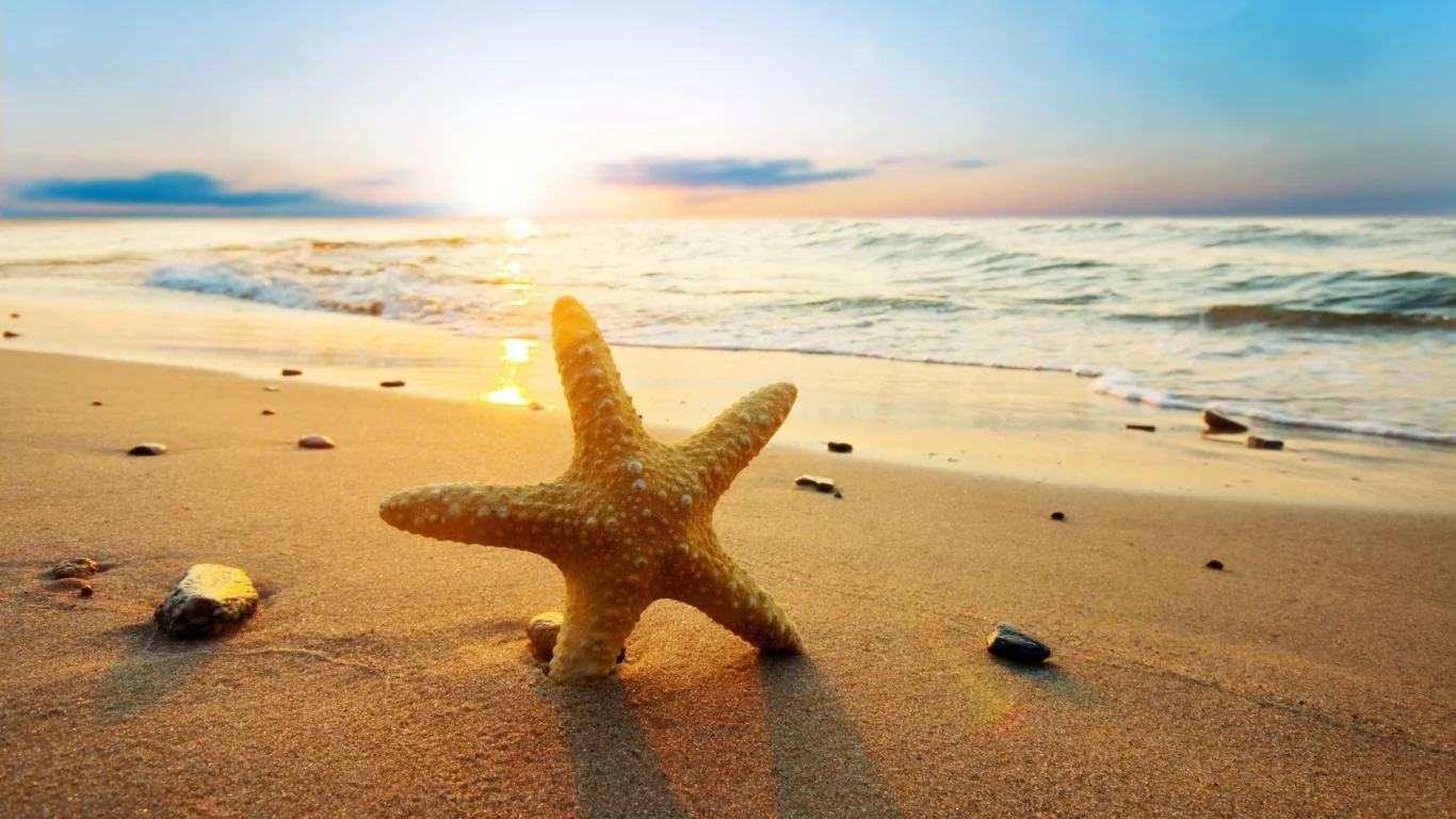 природа, пляж, волна, морская звезда, море, вода, река