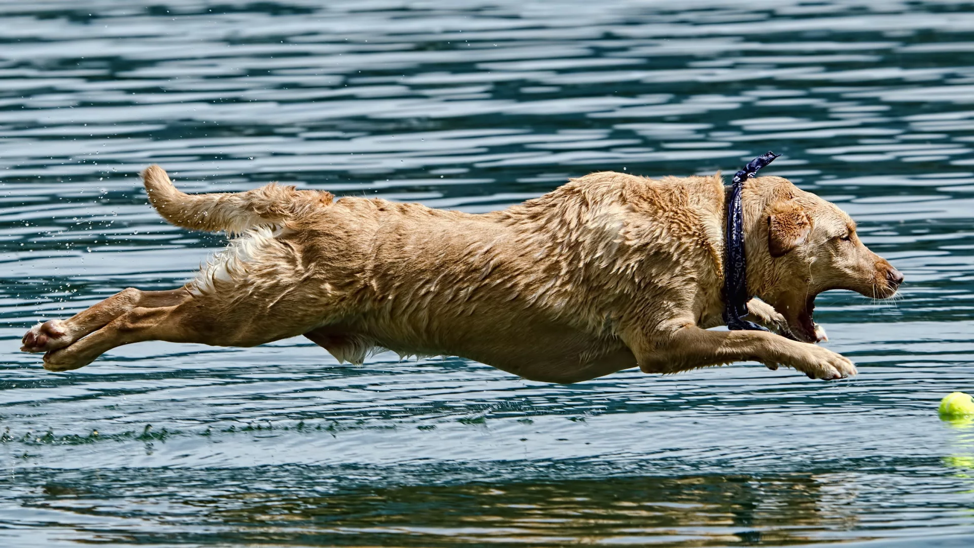 прыжок, собака, вода