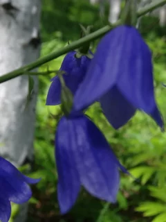 тайга, цветы, березы, сибирь
