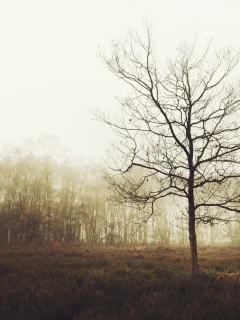 англия, поляна, лес, великобритания, деревья, туман