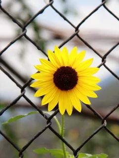 желтый, сетка, цветочек, листья, flower, фон, цветы, цветы