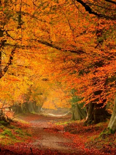 road, листья, colorful, path, leaves, forest, colors, trees, autumn, fall, nature, park, walk