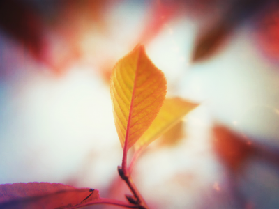осень, листья, природа
