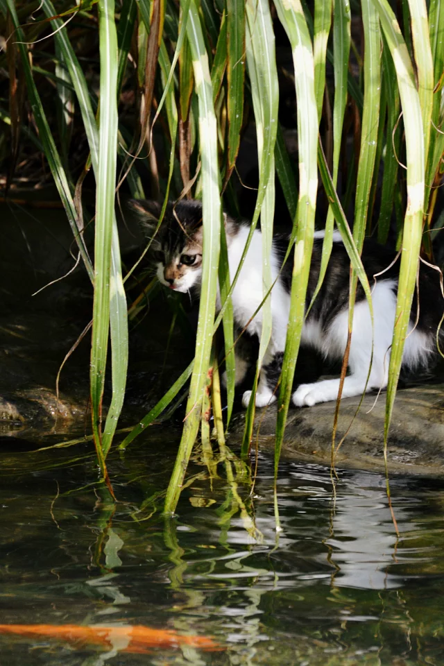 Котенок, листья