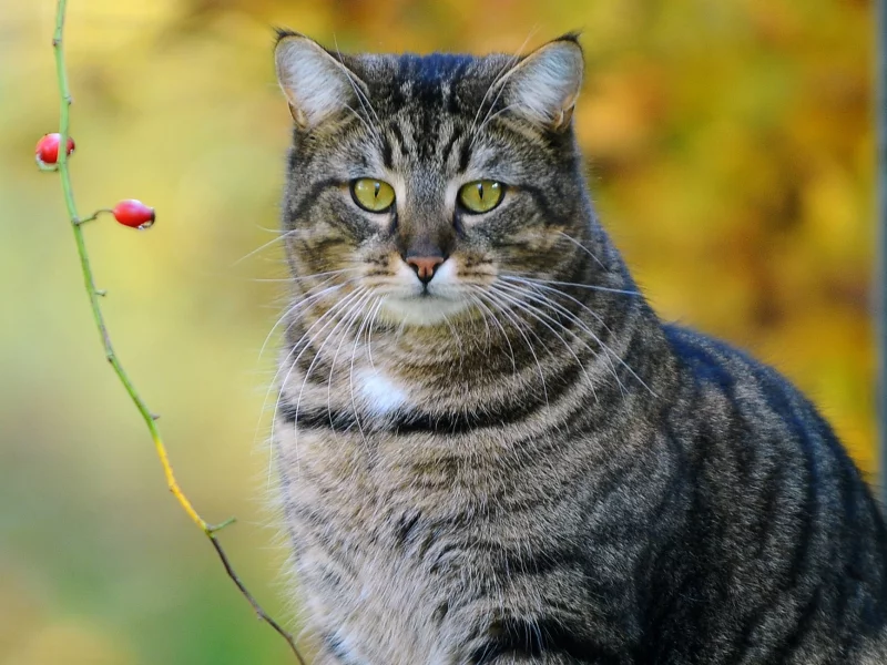  полосатый, котэ, кот, ветка, ягоды