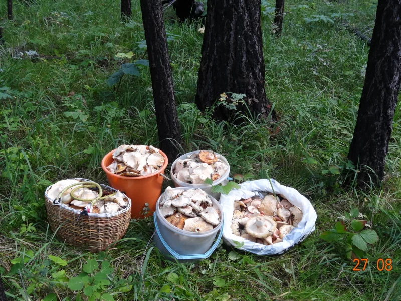 грибы. урожай, грузди, лето, сибирь