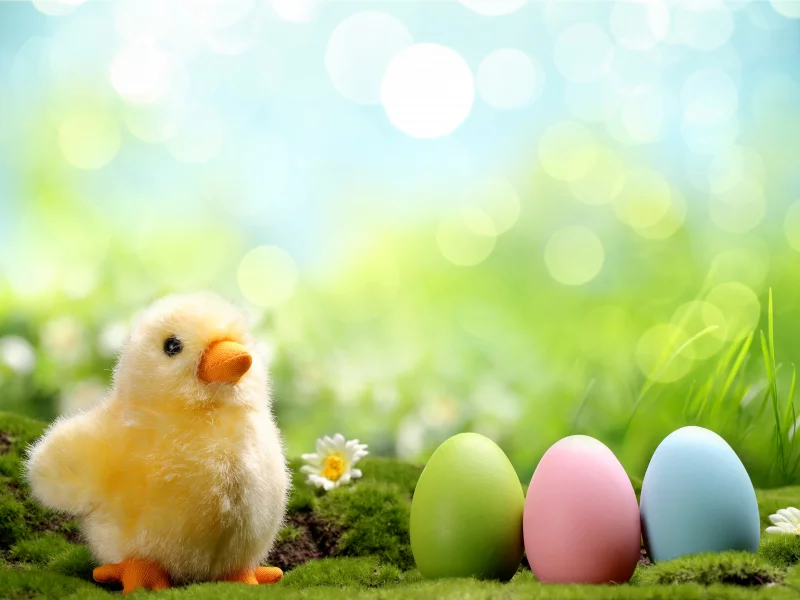 grass, пасха, daisy, springer, chik, eggs, spring, easter, flowers, весна, colorful