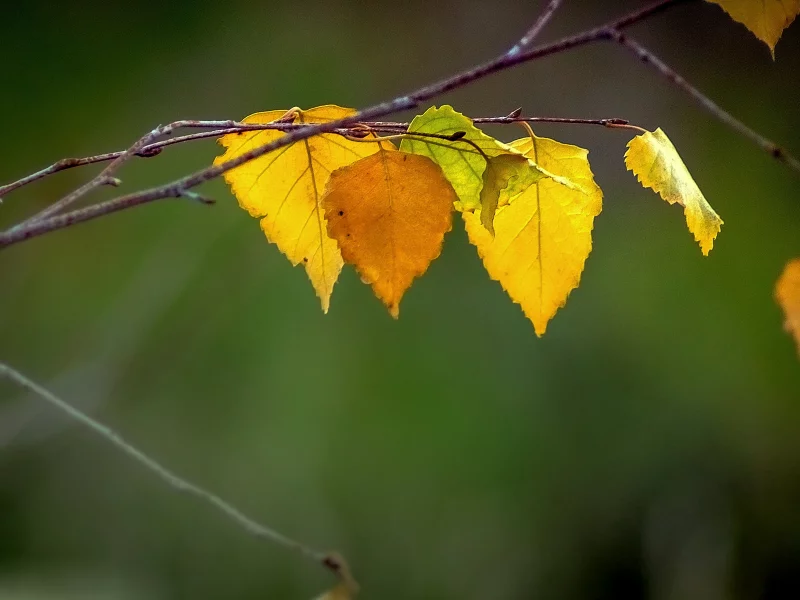 листья, осень, фон, природа