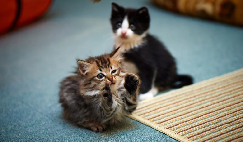 лапы, игра, котята, кошки