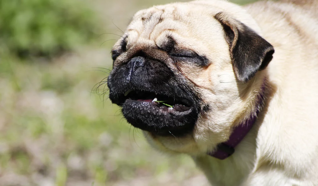 собака, зелень, мопс, радость, pug, трава, лето, dog