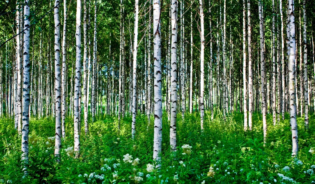 лето, цветы, березы, деревья, лес, трава