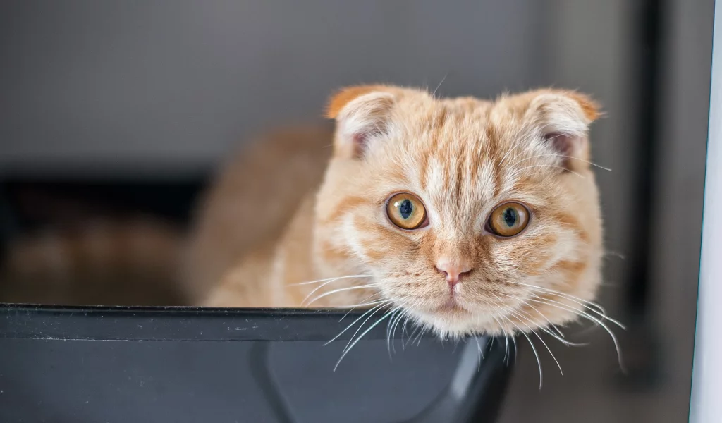 скотиш фолд, кошка, шотландская вислоухая