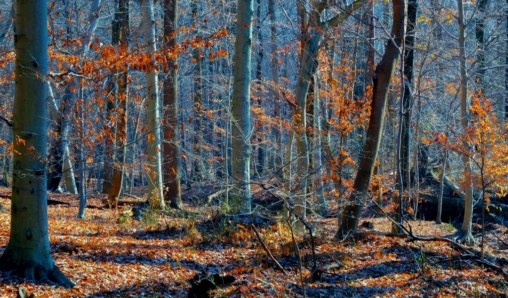 лес, деревья, осень