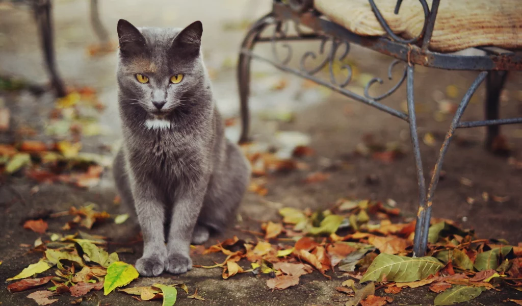 листья, кошка, улица