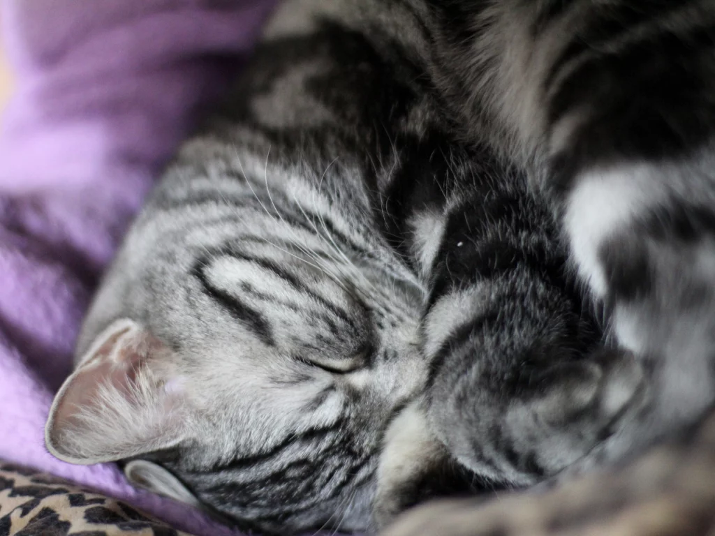 cute, sleep, cat