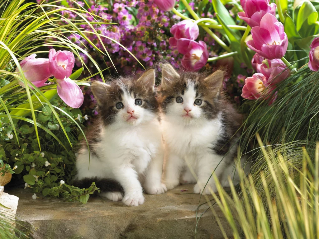 котята, мяу
