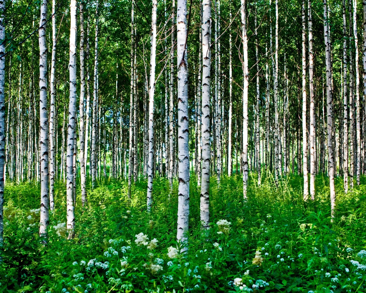 лето, цветы, березы, деревья, лес, трава