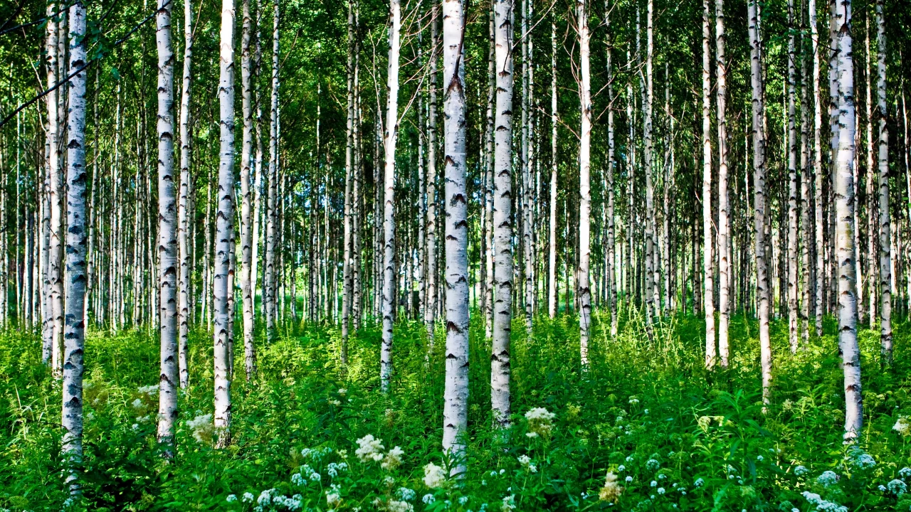 лето, цветы, березы, деревья, лес, трава