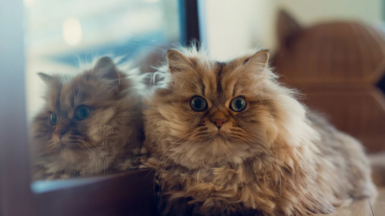  benjamin torode, лежа, ben torode, отражение, кошка, зеркало, daisy