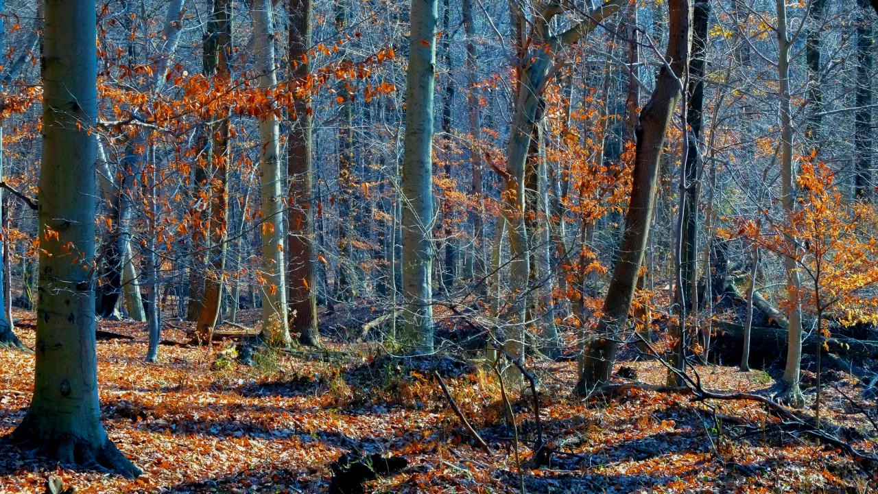лес, деревья, осень