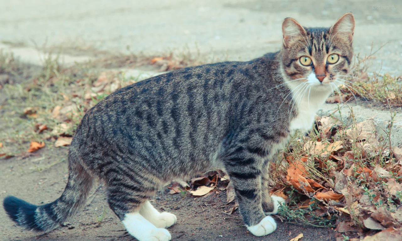 осень, кот, глаза, cat, кошка, коте