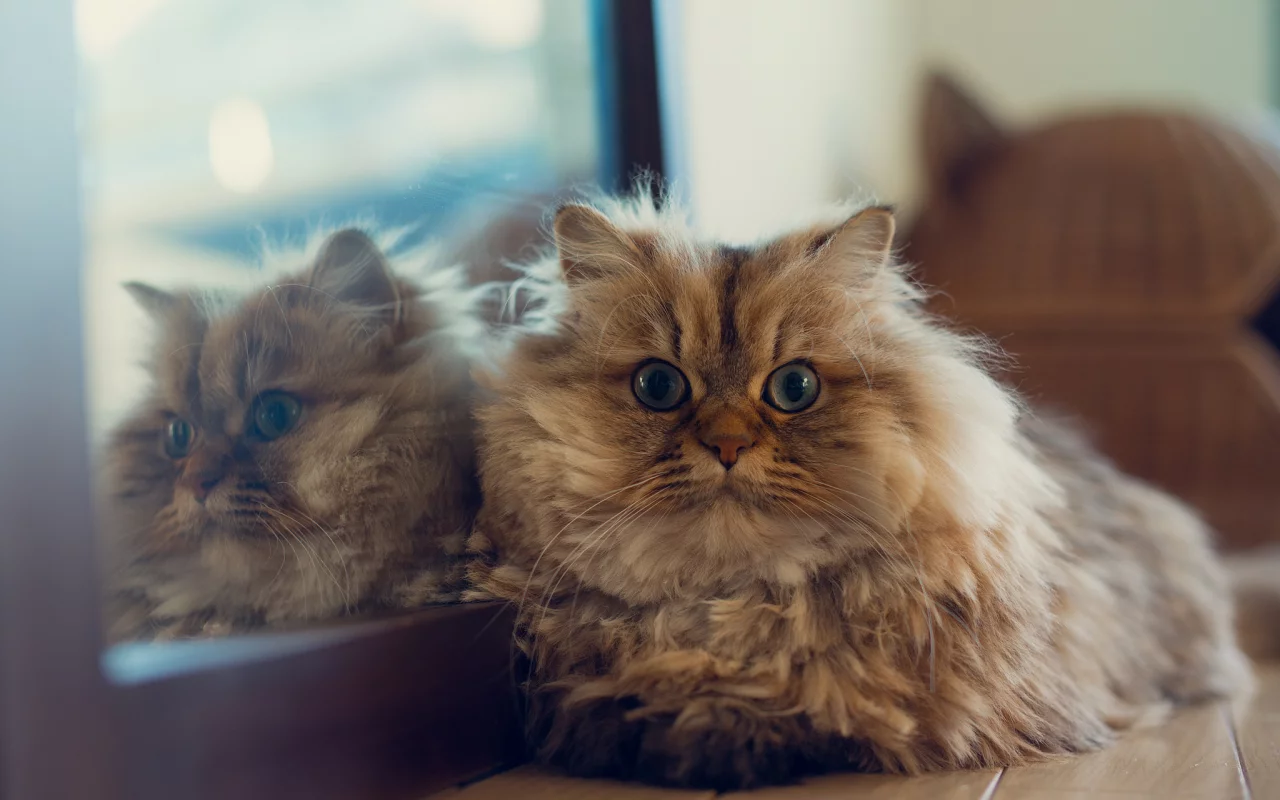  benjamin torode, лежа, ben torode, отражение, кошка, зеркало, daisy