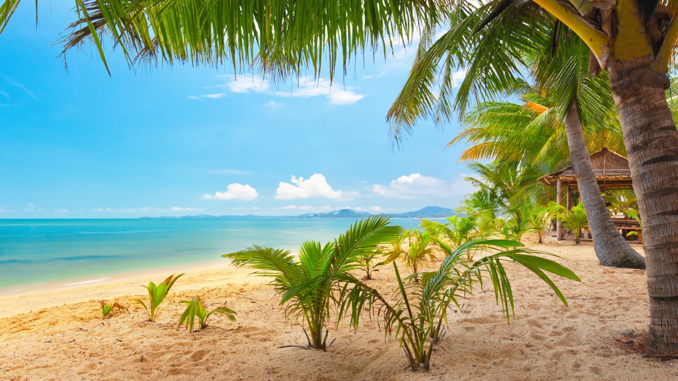 palm trees, sea, clouds, tropical beach, sand, beautiful , sky, landscape, nature, tropical
