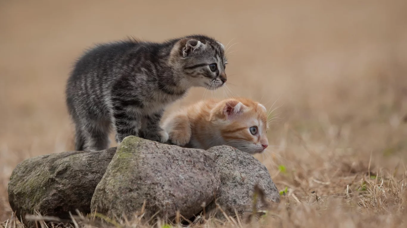 шерсть, кошки, рыжий, камень, серый, котята, трава