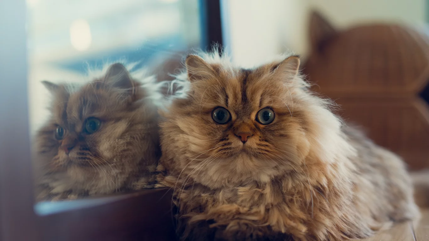  benjamin torode, лежа, ben torode, отражение, кошка, зеркало, daisy