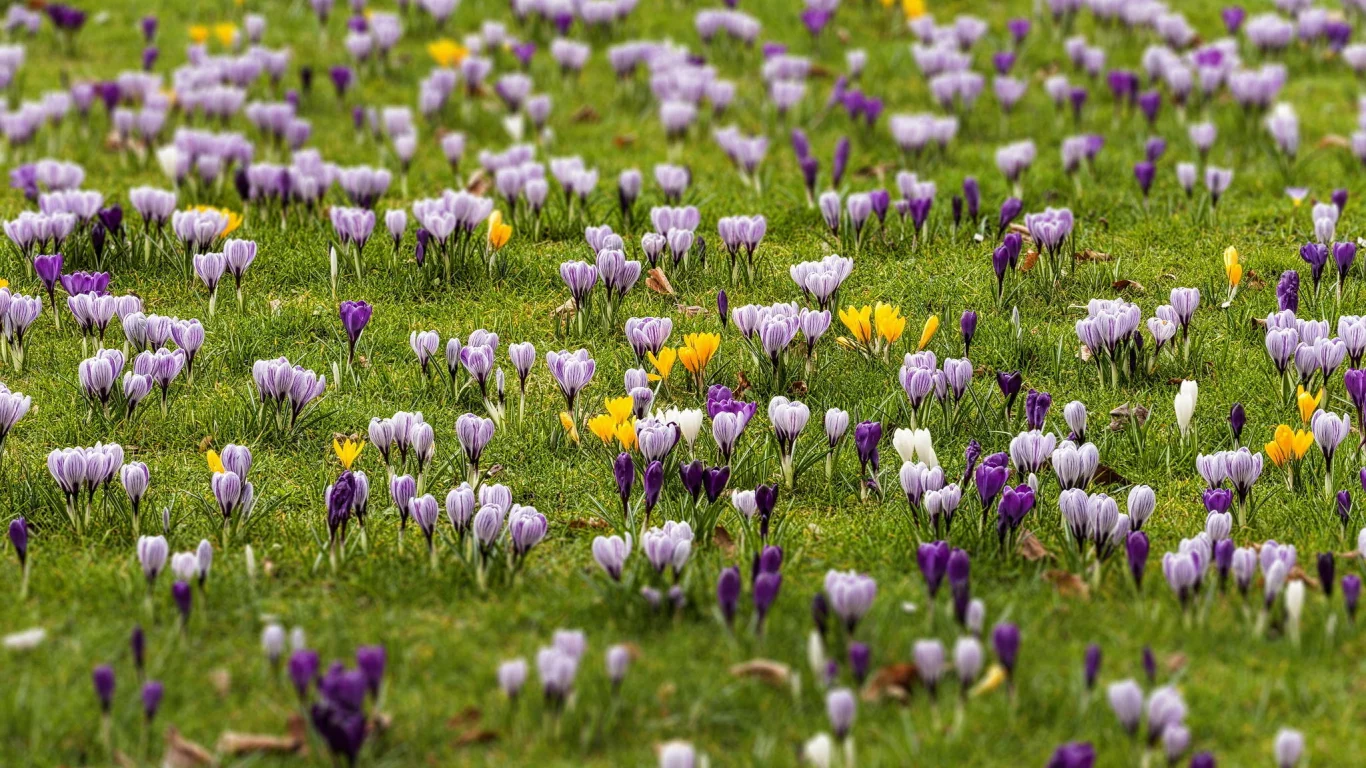крокусы, весна, поле