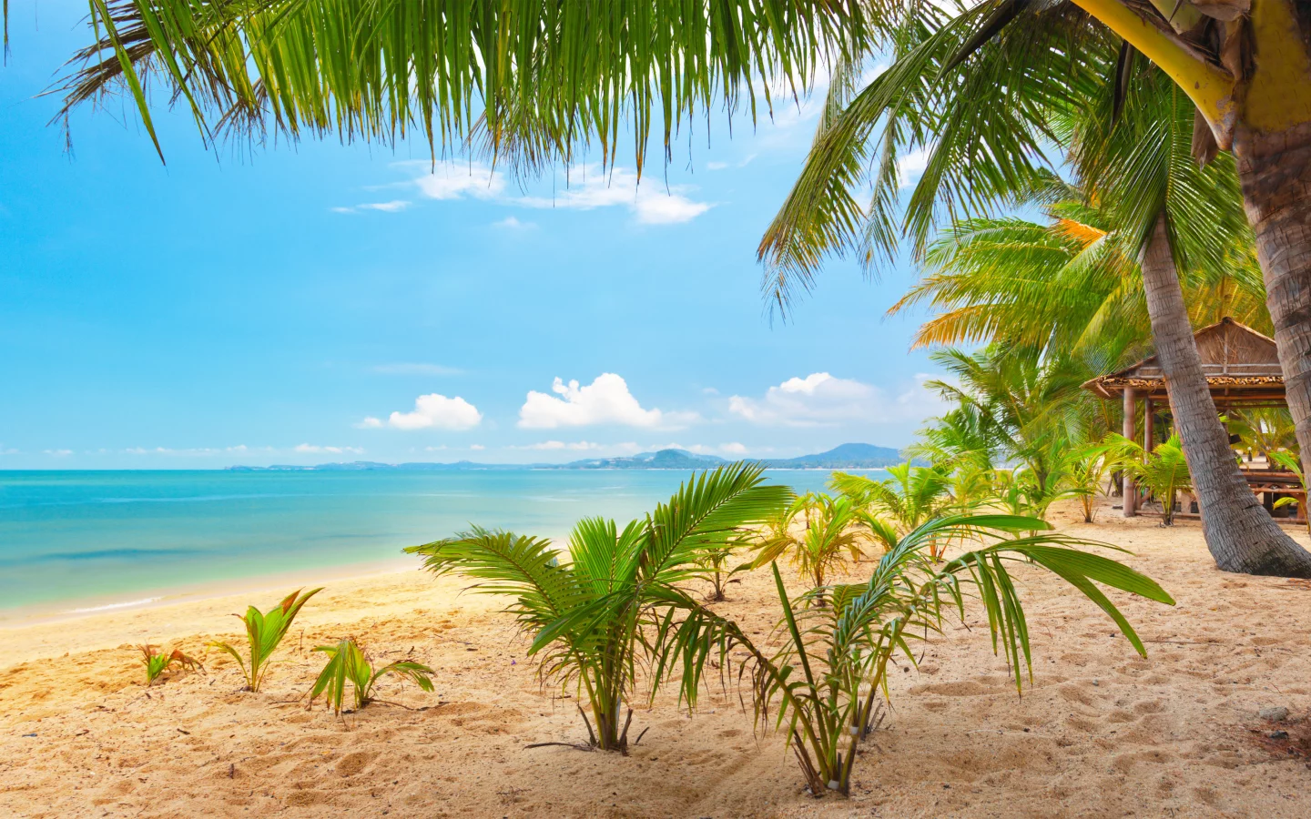 palm trees, sea, clouds, tropical beach, sand, beautiful , sky, landscape, nature, tropical