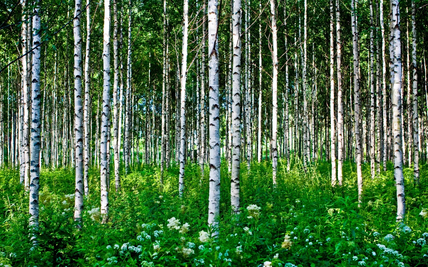 лето, цветы, березы, деревья, лес, трава