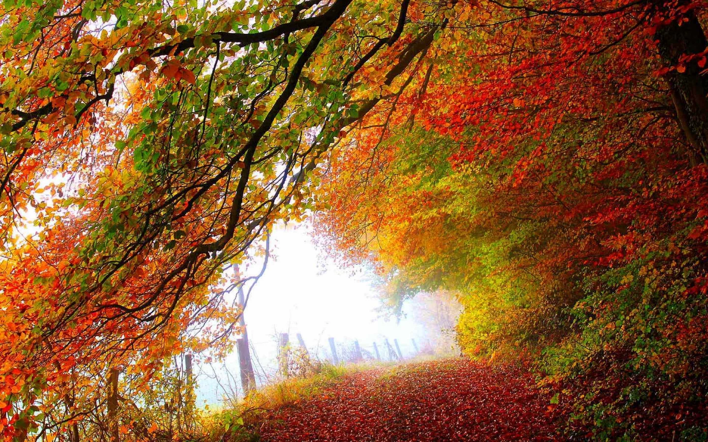 colorful, leaves, path, листья, walk, colors, trees, forest, autumn, road, nature, fall, park