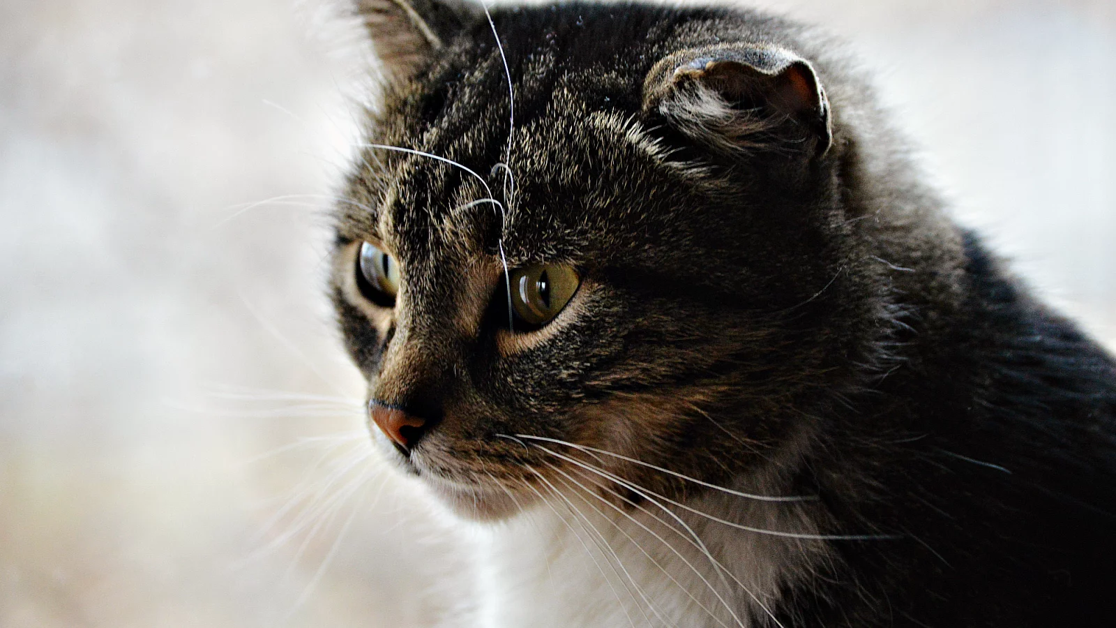 Кошка, животные