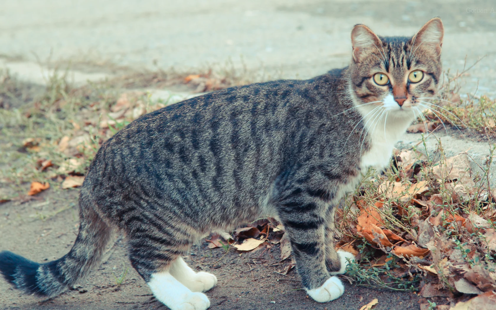 осень, кот, глаза, cat, кошка, коте