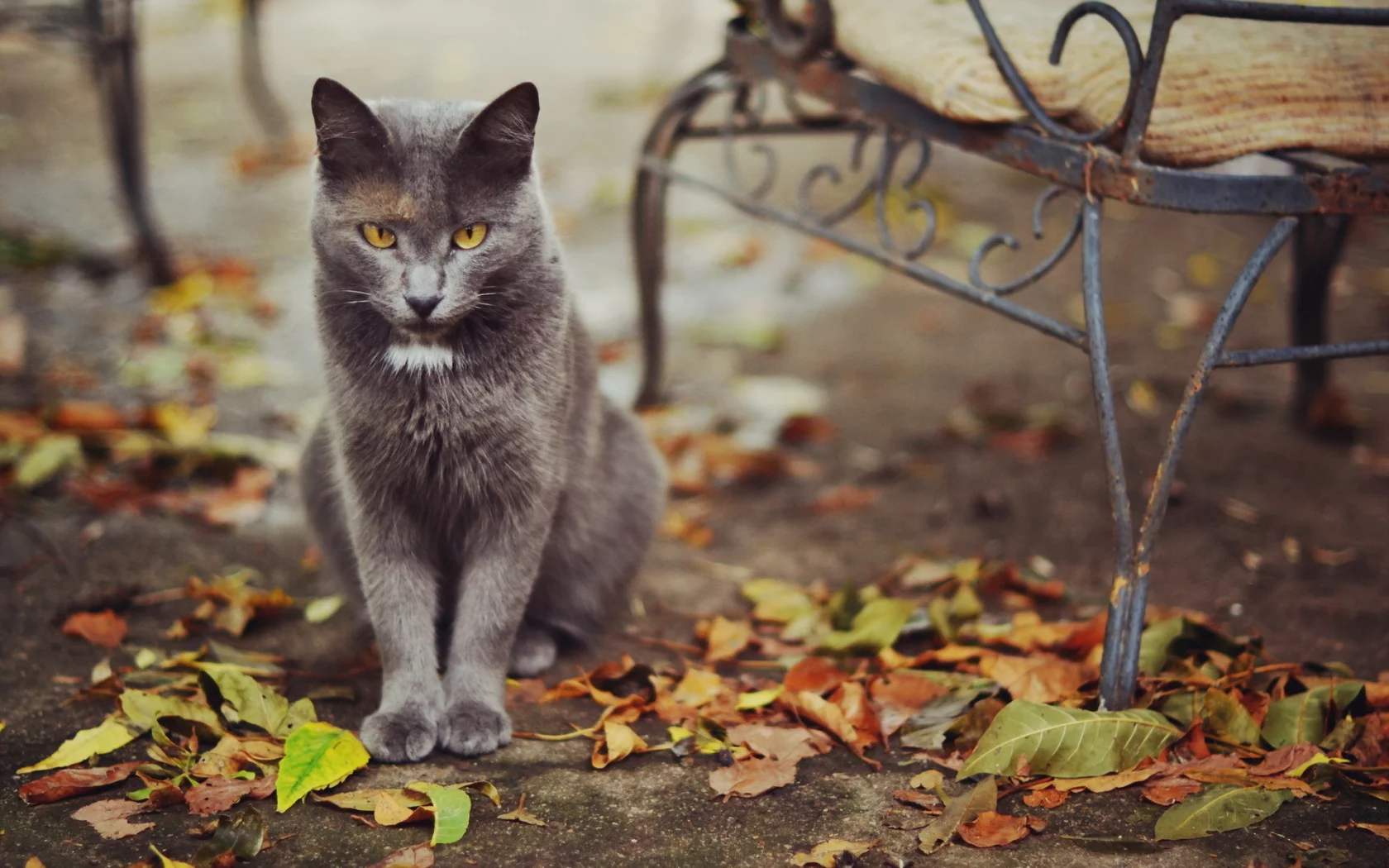 листья, кошка, улица