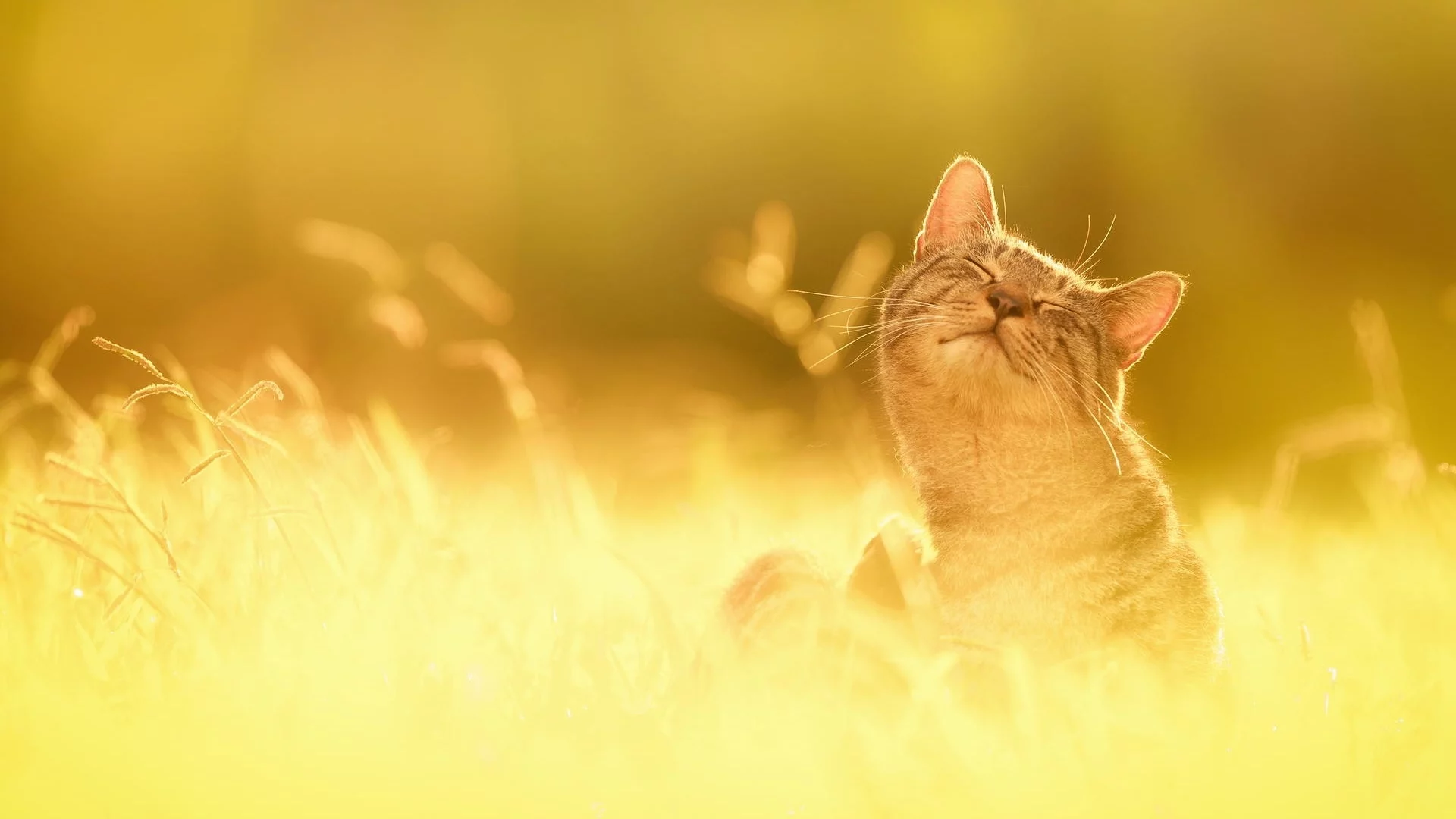 солнце, природа, трава, счастье, кот
