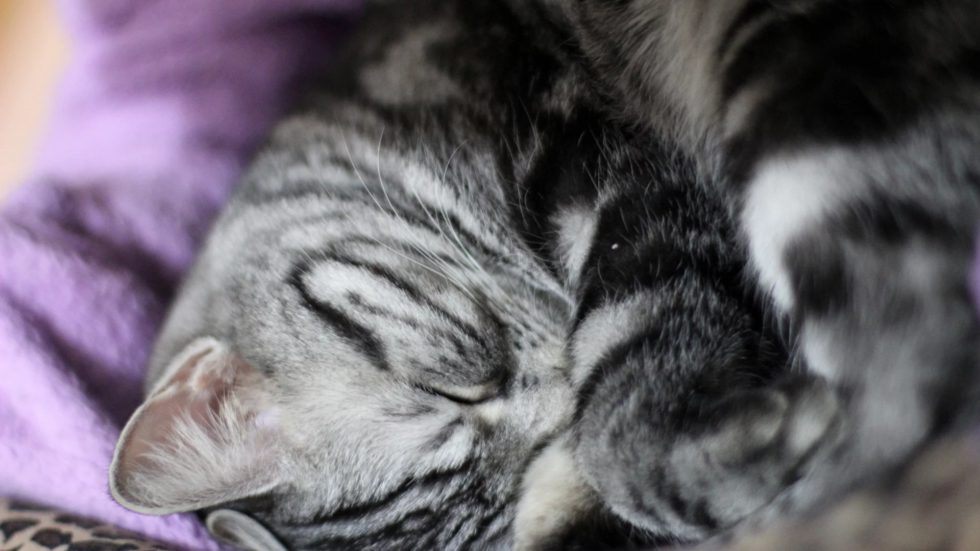 cute, sleep, cat