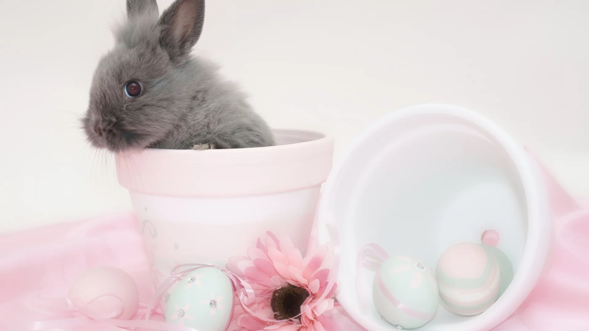 кролик, easter, яйцо, пасха, цветок, горшок