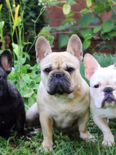 трава, три собаки, французский бульдог, french bulldog, лето