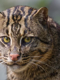 кот, взгляд, кошка, рыболов, кот рыболов, fishing cat, морда