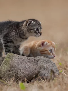 шерсть, кошки, рыжий, камень, серый, котята, трава