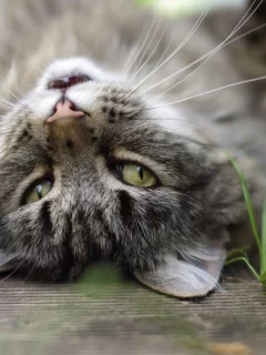 глаза, кошка, серый, фон, кот, уши, травинки, усы